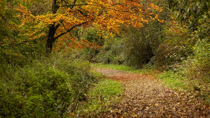 A path covered in fallen autumn leaves, lined with trees and bushes showing autumn colours, Newark Park, Gloucestershire